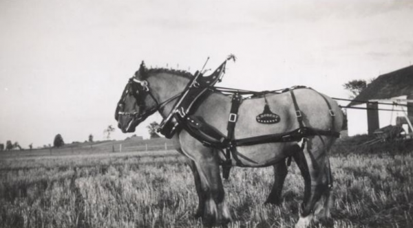 Cheveaux exposition 1940