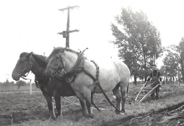 Chevaux