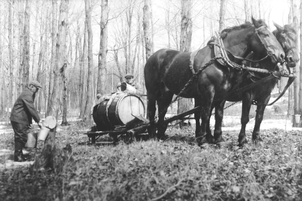 Chevaux