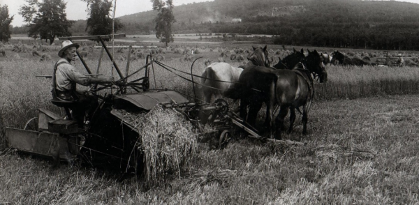 Chevaux moisson